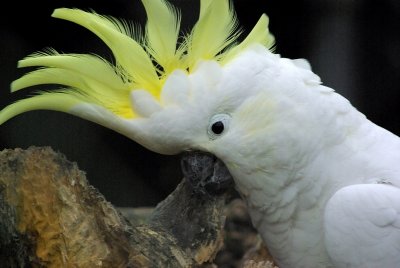 White Cockatoo 2.jpg