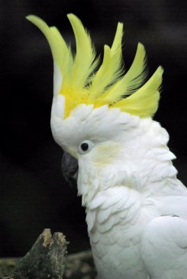 White Cockatoo 4.jpg