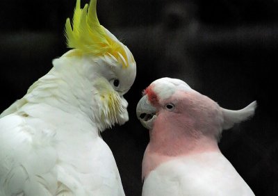 Cockatoo Chums 11.jpg