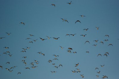 Mostly godwits.jpg