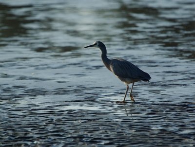 White- faced Heron.jpg
