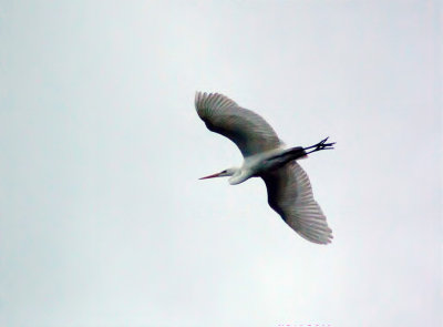 Great Egret Waikuku.jpg