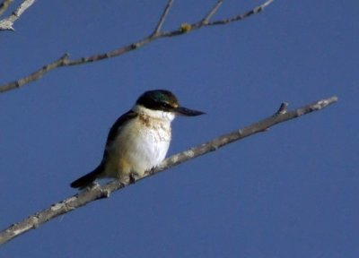 Kingfisher.jpg