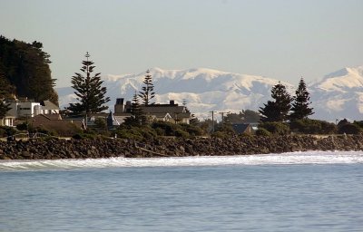Norfolk Pines Sthn Alps.jpg