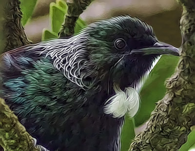 Stylised Tui.jpg