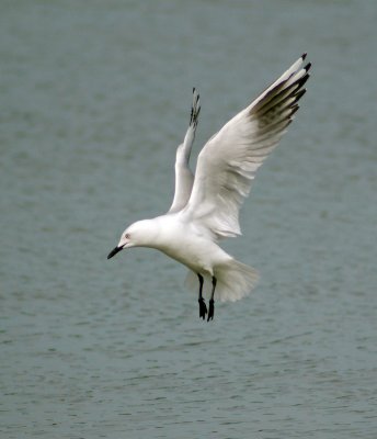 Seagull hovering.jpg