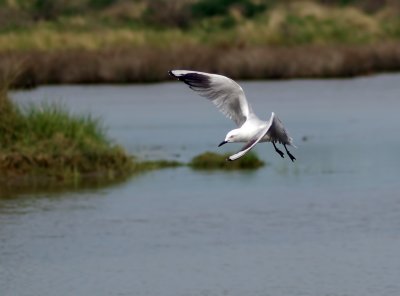 Seagull hovering Black-billed Gull