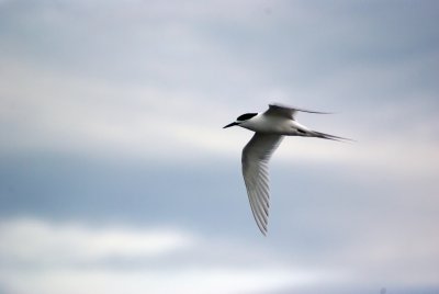 White-fronted Tern.jpg