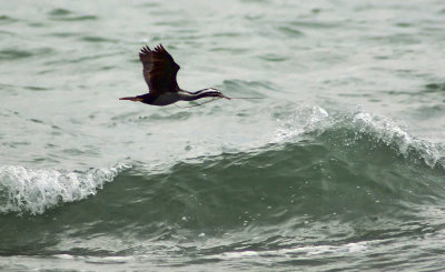 Spotted Shag with nesting & waves.jpg