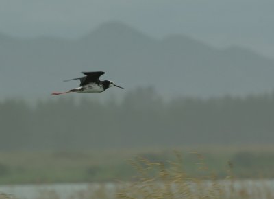Black Stilt Hybrid in Flight.jpg