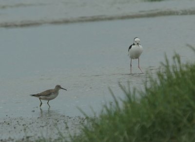 Tattler and Stilt.jpg