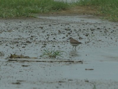 Grey-tailed Tattler.jpg