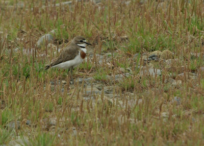 Banded Dotterel in long grass.