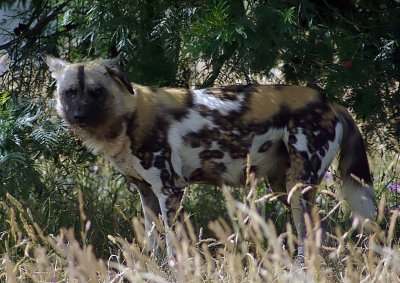 African Wild Dog.jpg