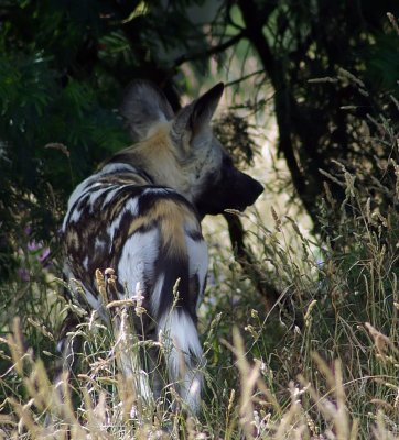 African Wild Dog 2.jpg