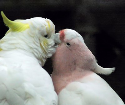 Cockatoos.jpg