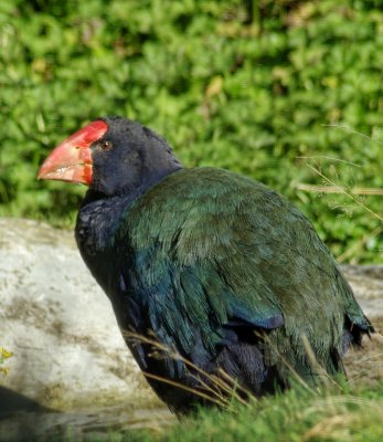 Takahe colour 2.jpg