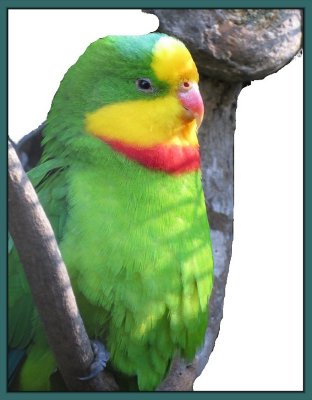 Superb Parrot framed.jpg