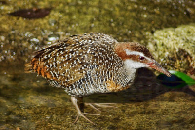Banded Rail in water.jpg