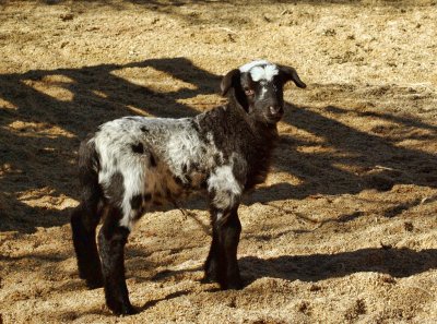 Cute lamb.jpg