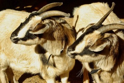 Arapawa Goats.jpg