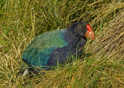 Takahe in the Grass.jpg