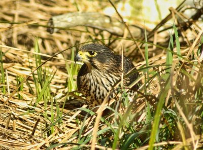 New Zealand Falcon in grass.jpg