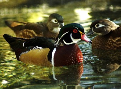Carolina Wood Ducks.jpg