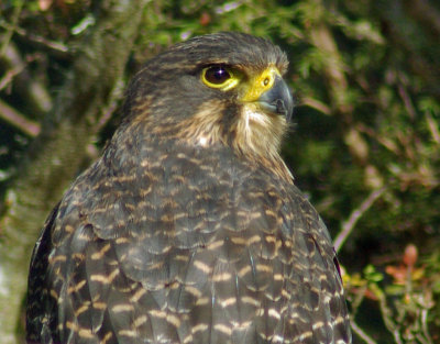 NZ Falcon.jpg