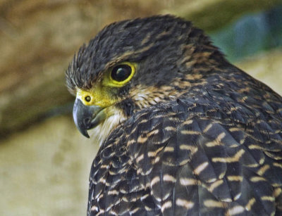 Eye of a falcon.jpg