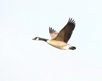 Goose Leader.jpg