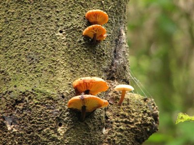 Tree mushrooms.JPG