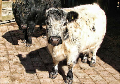 Dexter Cattle (Irish rare breed)