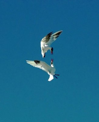 2 Caspian Terns flight.jpg