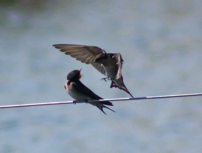 Welcome Swallows 1.jpg