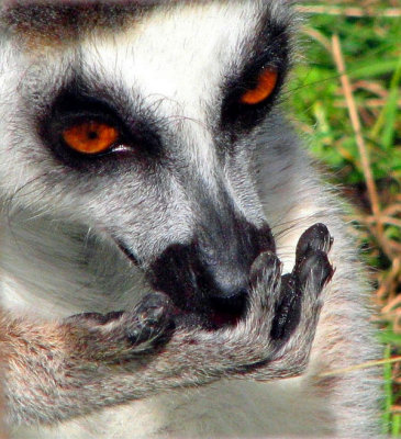 Ring Tailed Lemur.jpg