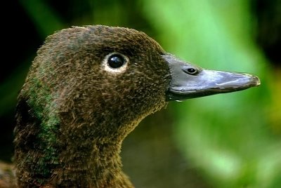 Campbell Island Teal 2.jpg
