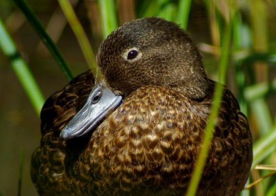 Brown Teal 2.jpg