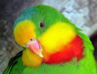 Superb Parrot.jpg