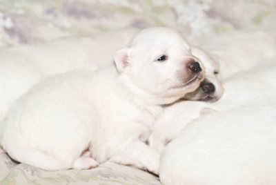 Nala's Puppies-10.jpg