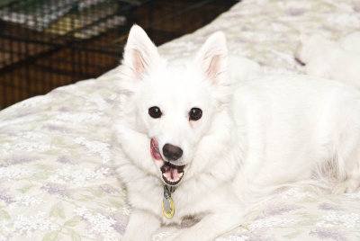 Nala's Puppies-14.jpg