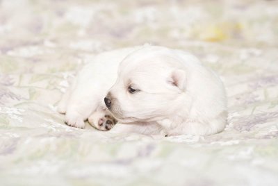 Nala's Puppies-18.jpg