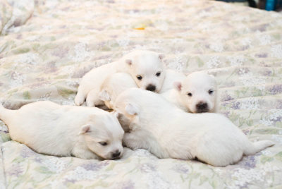 Nala's Puppies-5.jpg