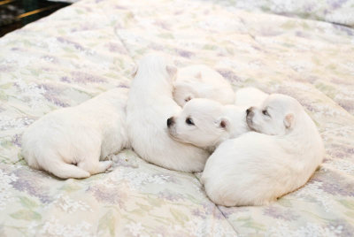 Nala's Puppies-6.jpg