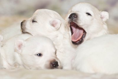 Nala's Puppies-8.jpg