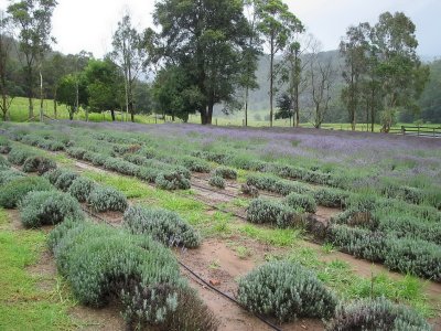 Lavender Farm 2