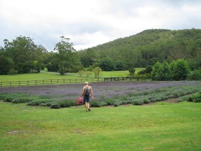 Lavender Farm 3