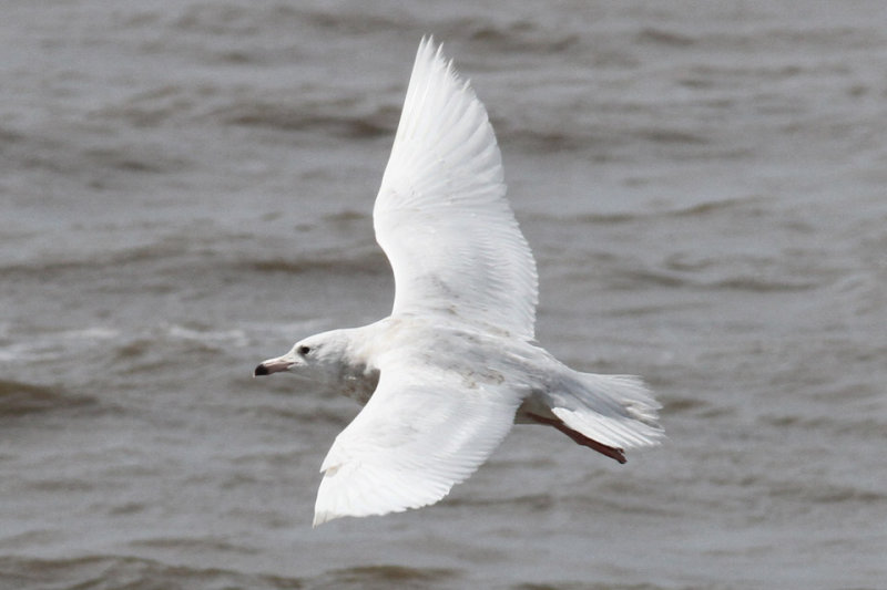 Glaucous Gull, Holy Beach, 3/17/12