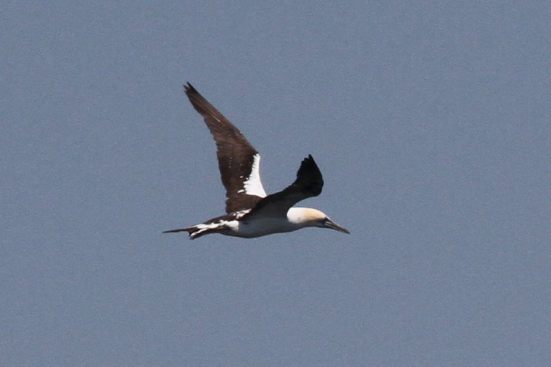 Northern Gannet