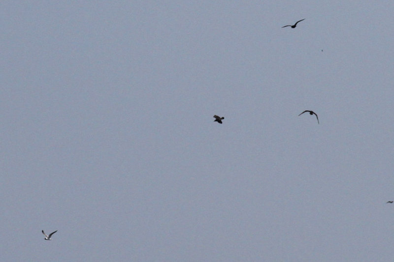Three Pomarine Jaegers after a Laughing Gull